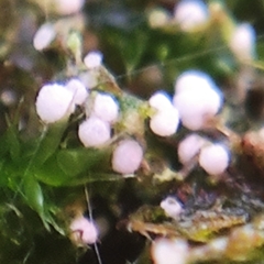 Rimbachia arachnoidea