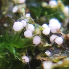 Rimbachia arachnoidea