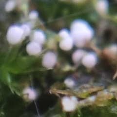 Rimbachia arachnoidea