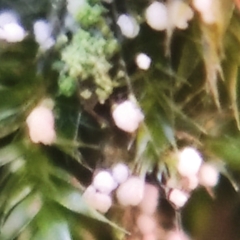 Rimbachia arachnoidea