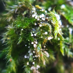 Rimbachia arachnoidea