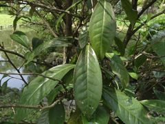 Camellia sinensis assamica