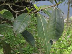 Camellia sinensis assamica