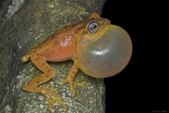 Raorchestes luteolus