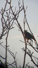 Turdus iliacus
