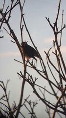 Turdus iliacus