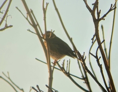 Turdus iliacus