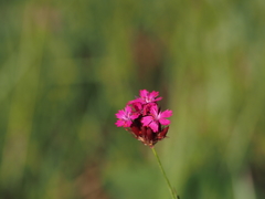 Dianthus cruentus