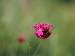 Dianthus cruentus