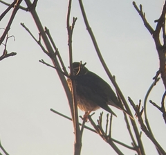 Turdus iliacus