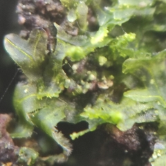 Metzgeria consanguinea
