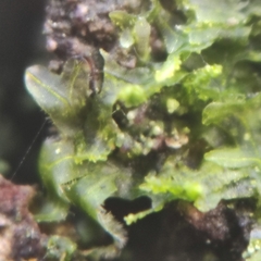 Metzgeria consanguinea