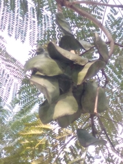 Jacaranda mimosifolia