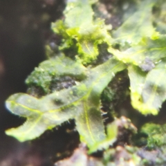 Metzgeria consanguinea