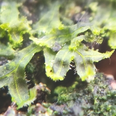 Metzgeria consanguinea