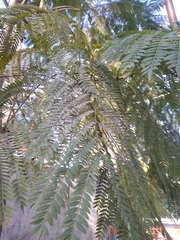 Jacaranda mimosifolia