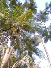 Jacaranda mimosifolia