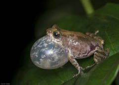 Raorchestes tuberohumerus