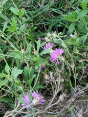 Centaurea iberica