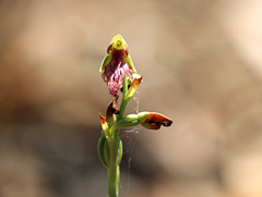 Calochilus therophilus