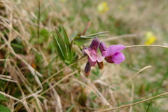 Lathyrus linifolius montanus