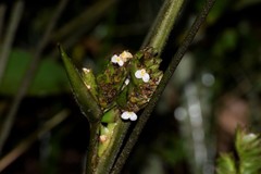 Angiospermae