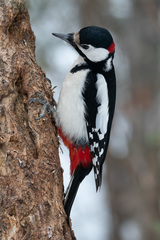Dendrocopos major