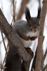 Sciurus vulgaris