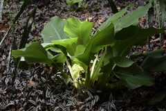 Angiospermae