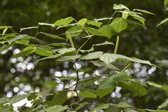 Angiospermae