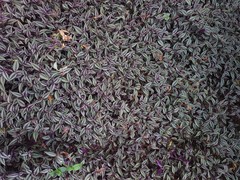 Tradescantia zebrina