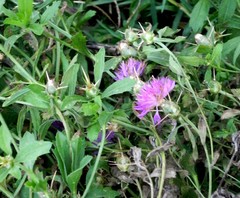 Centaurea iberica