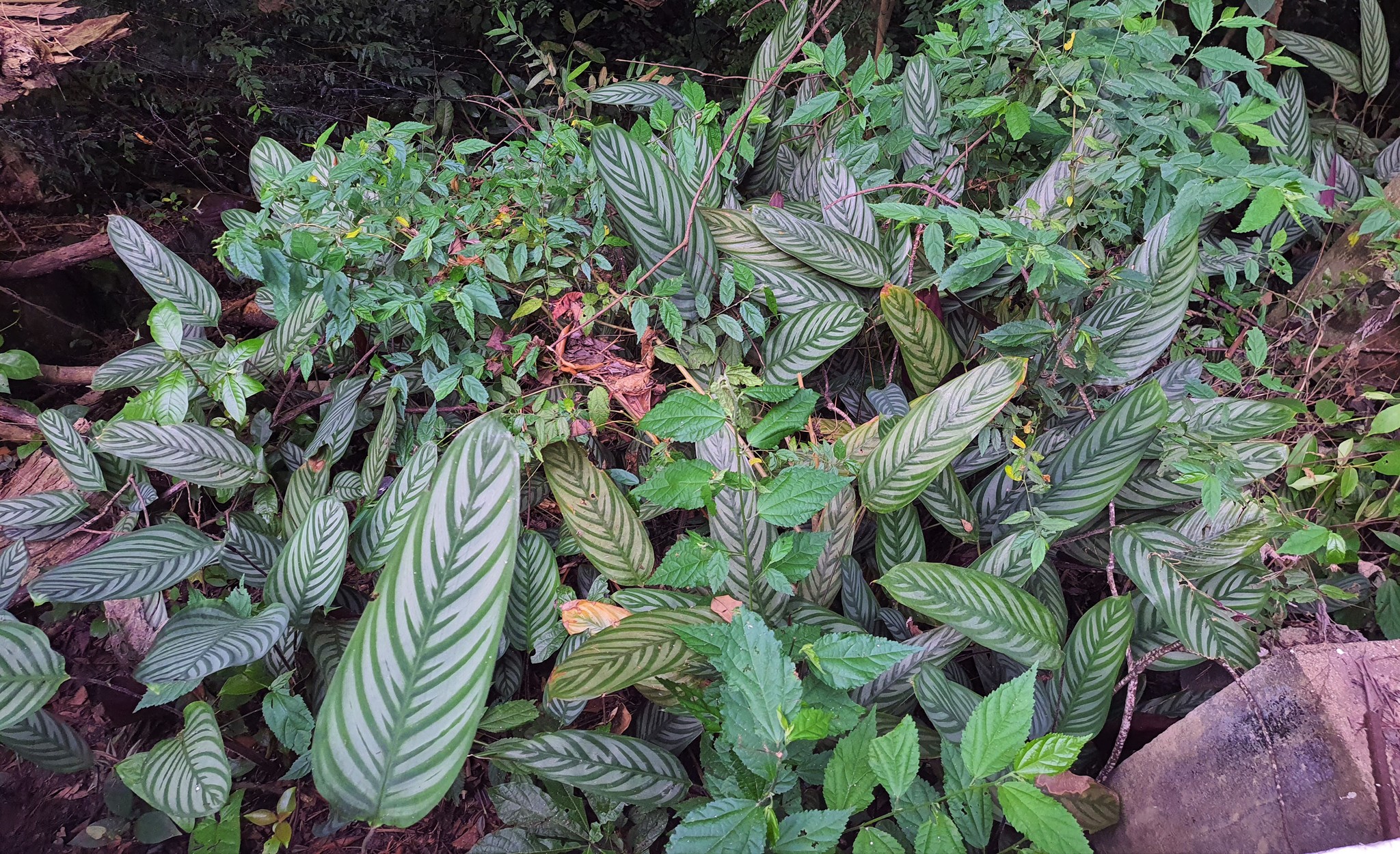 Imagem de Maranta
