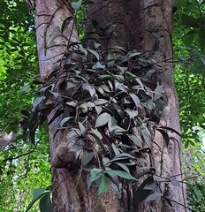 Angiospermae
