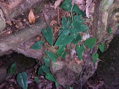Angiospermae