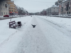 Columba livia domestica