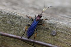 Ichneumon centrator