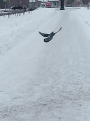Columba livia domestica