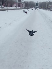 Columba livia domestica