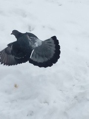Columba livia domestica