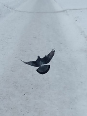 Columba livia domestica