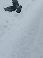 Columba livia domestica