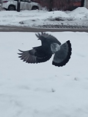 Columba livia domestica