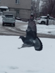 Columba livia domestica