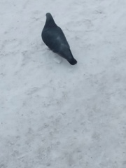 Columba livia domestica