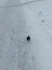 Columba livia domestica