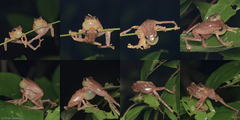 Raorchestes luteolus