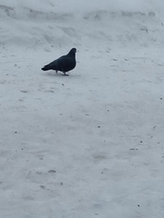 Columba livia domestica