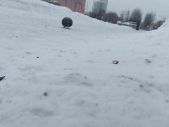 Columba livia domestica