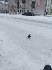 Columba livia domestica